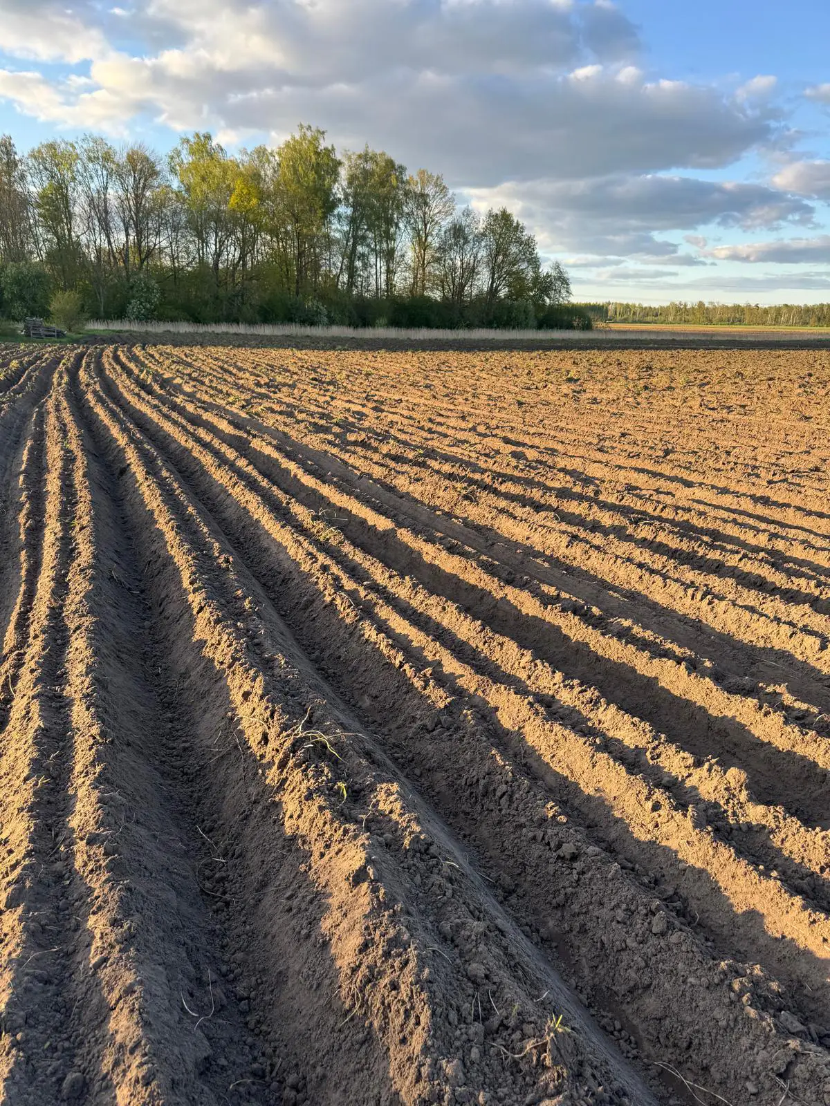 Jerusalem artichoke field