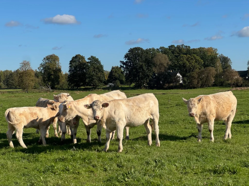 cows in field